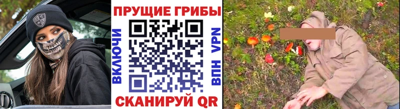 Купить где  Руза  Галлюциногенные грибы Psilocybe 